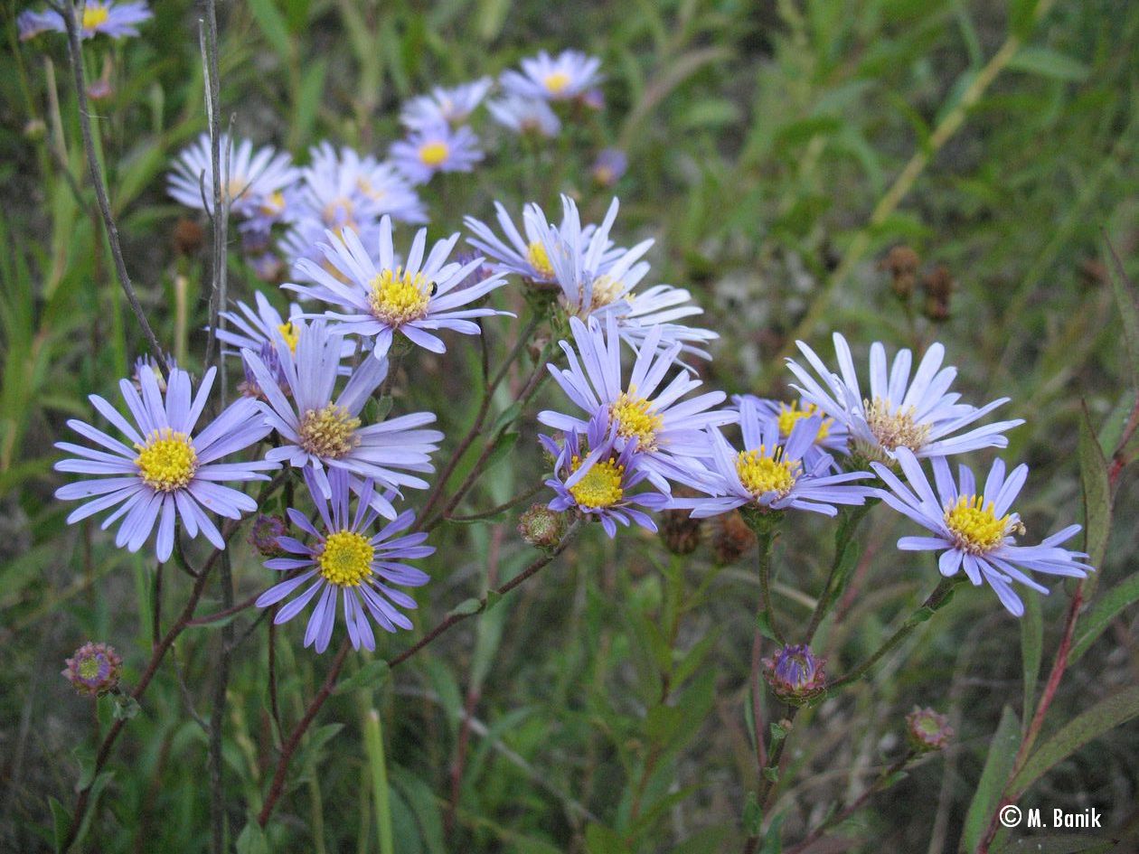 Italian aster